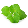 Centella Asiatica